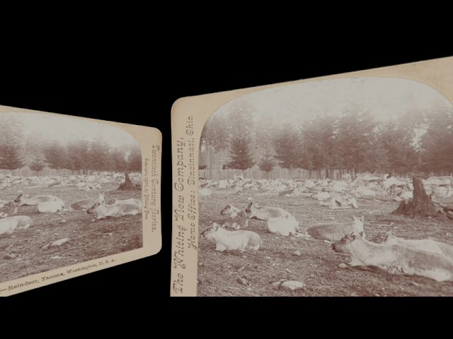 Reindeer, Tacoma WA, 1900 (silent, still image)