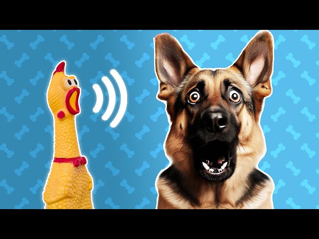 5 Squeaky Toy Sound For Dogs -  Dog Sounds and Noises