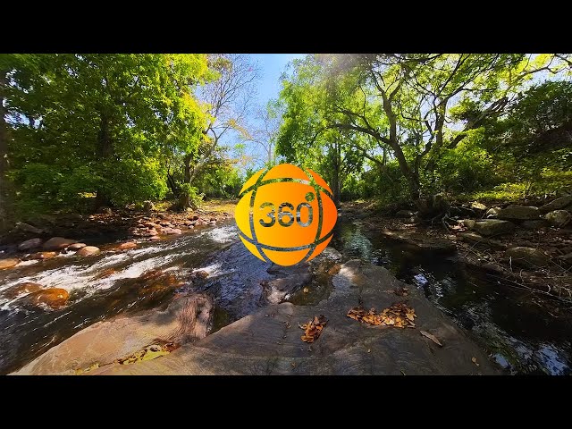 360° Forest Sanctuary: Immersive Stream Soundscape & Nature's Embrace | Spatial Audio #360video #vr