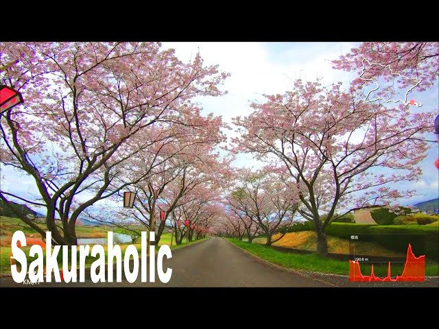 🚴150 minute virtual cycling workout in amazing Japan scenery 🚴🌸 Sasayama [No music ver]