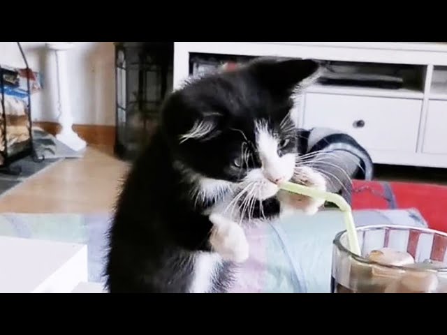 FUNNIEST Kittens and Puppies | Best Bloopers Compilation 🤣🤣🤣