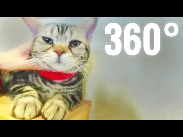 Best cat videos 360 VR Lots of Cats Japanese Kitten Cafe (Samsung Gear VR)