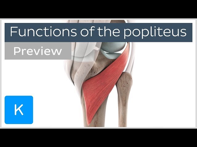 Functions of the popliteus muscle (preview) - 3D Human Anatomy | Kenhub