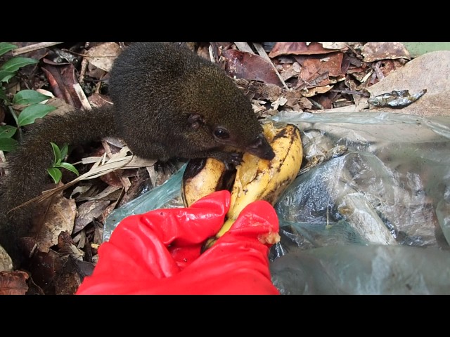 Funny hungry Mountain Treeshrew (Tupaia montana)