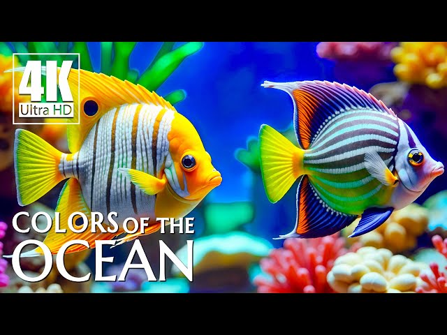 Ocean 4K ULTRA HD - Stunning Coral Gardens - Gentle Ocean Melodies for Sleep