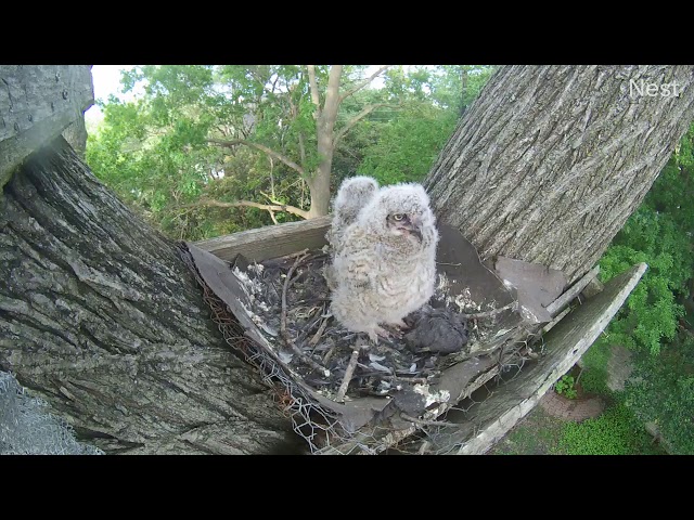 One of the babies protecting the nest from a predator.