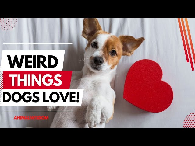 Weird Things Your DOG Loves Most (#7 is funny)