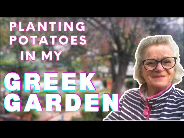 Planting Potatoes In My Greek Garden | #greekisland #retiredexpat #smallyoutuber