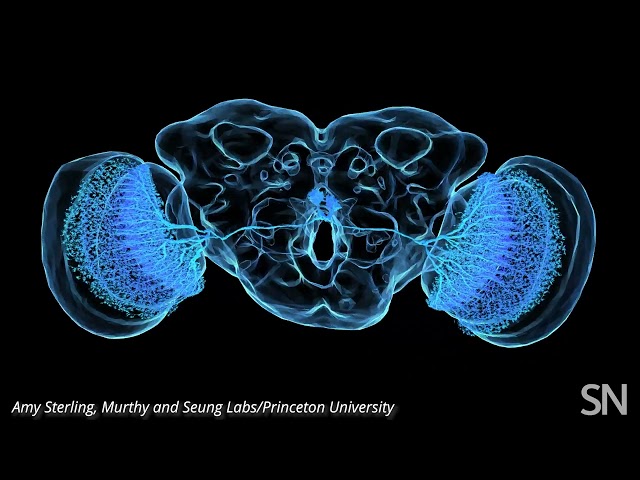 Take a close look at a fruit fly's neurons | Science News