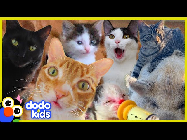 These Cats Did What?! | 30 Minutes Of Cat Stories | Dodo Kids