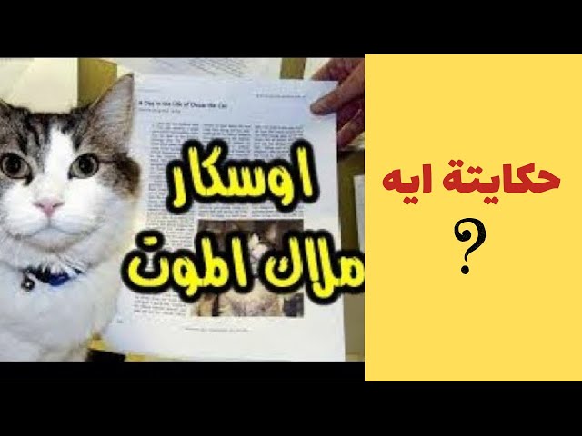 قطط غريبة | قصة القط اوسكار الذي حير العلماء قصة مرعبة