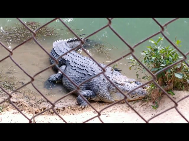 asansol zoo #asansol