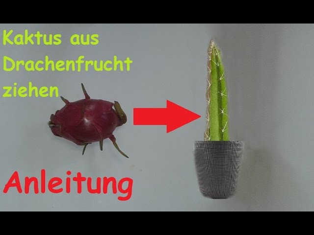 Pitahaya Drachenfrucht Kaktus züchten - DIY Pflanzen aus exotischen Früchten selber ziehen