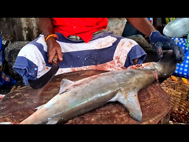 50$ 79£  SHARK FISH CUTTING🔪 RARE FISH CUTTING