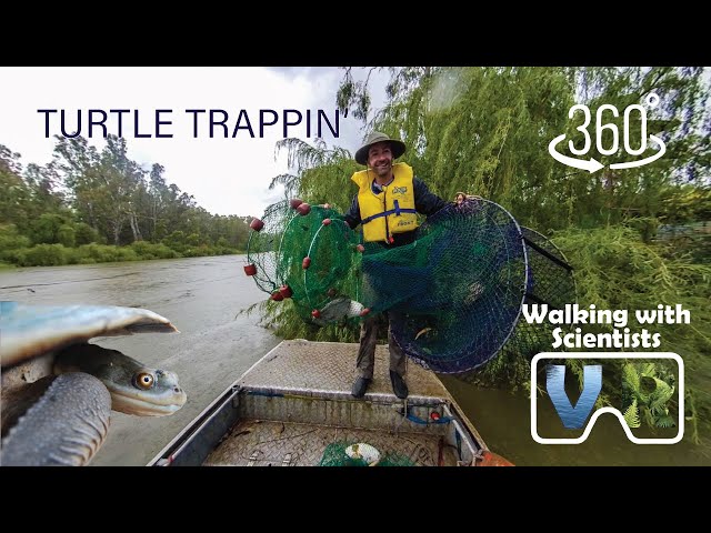 Turtle Trapping in Barmah-Millewa Forest | VR  360 | Walking with Scientists