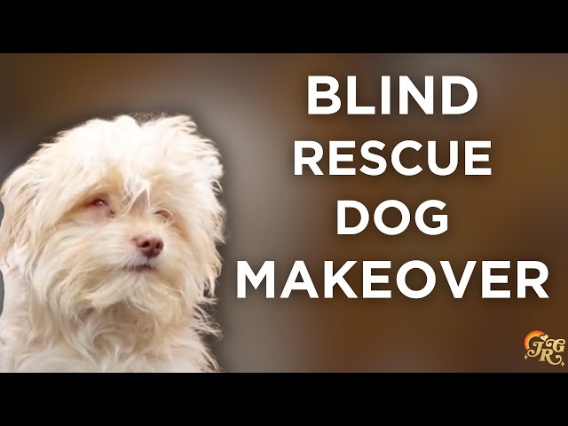 Blind Rescue Dog Makeover | Rescue Revamp