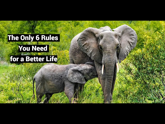 The Only 6 Rules You Need for a Better Life