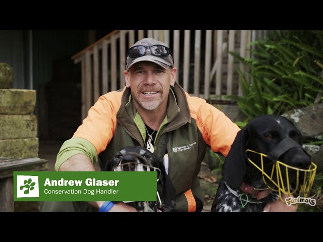 Paws on Patrol — Andy, Neo and Beau