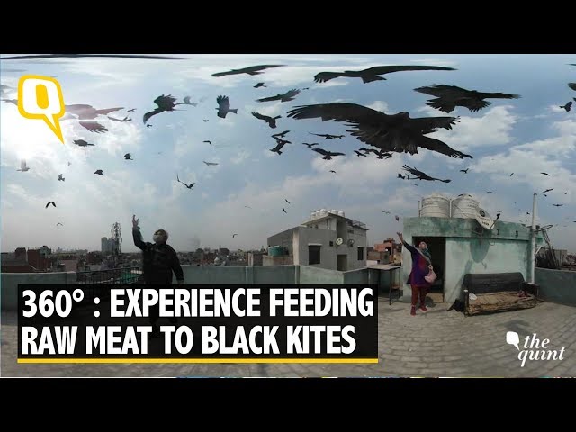 360° Video: Here’s Why Old Delhi Residents Feed Meat to Black Kites | The Quint