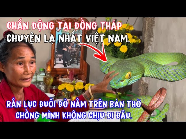 "Chuyện Lạ"Có Thật"Tại Đồng Tháp"Chồng Vừa Mất"Rắn Lục Đuôi Đỏ Bò Lên Bàn Thờ Ở"Tình Tràng Ý Thiếp"