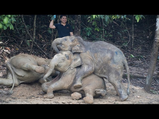 Danum the Borneo Elephant Calf