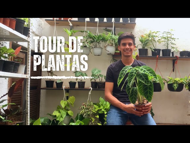 Tour de Mi Colección de Plantas - Colección de Plantas de Interior