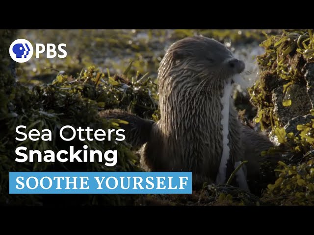 Snacking Sea Otters | Soothe Yourself | PBS NATURE