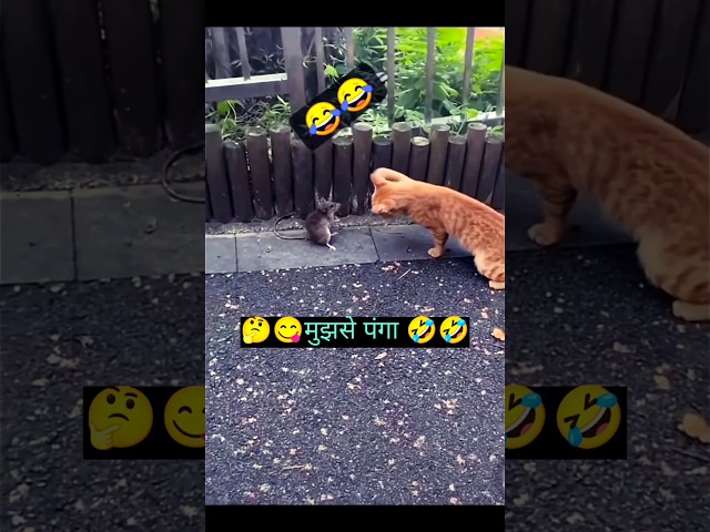 चुहा बिल्ली पे पडा भारी 🤔🤣🤣 #youtubeshorts #shorts #trending #viralreels #viralshorts #pets #animals