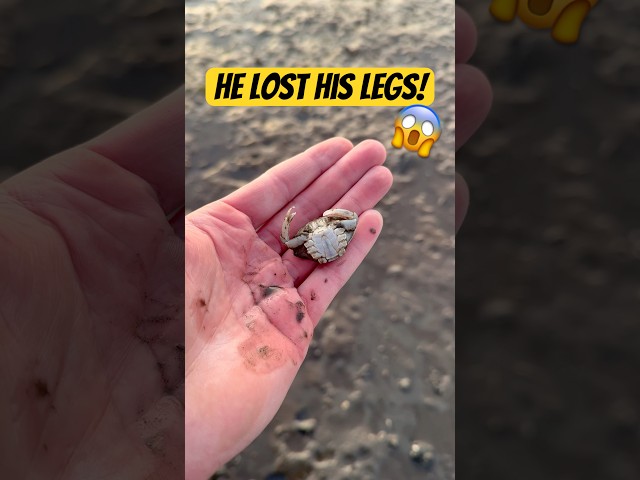 Poor Animal Lost His Legs! #animals #nature #shorts