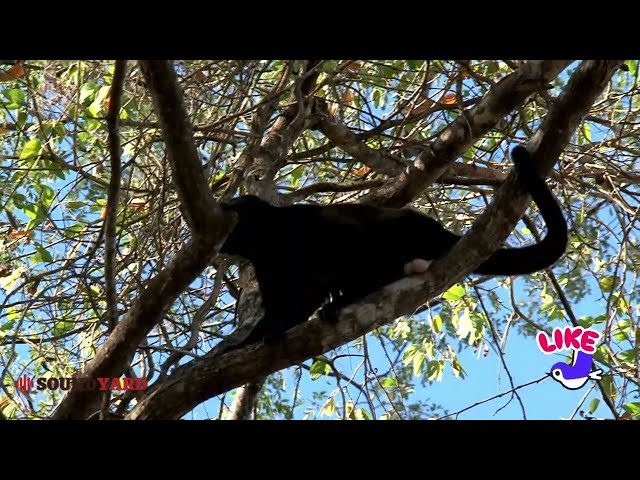 Black Howler Monkey Relaxing in a Tree and a Surprising View Reveals Its Hidden Secret!