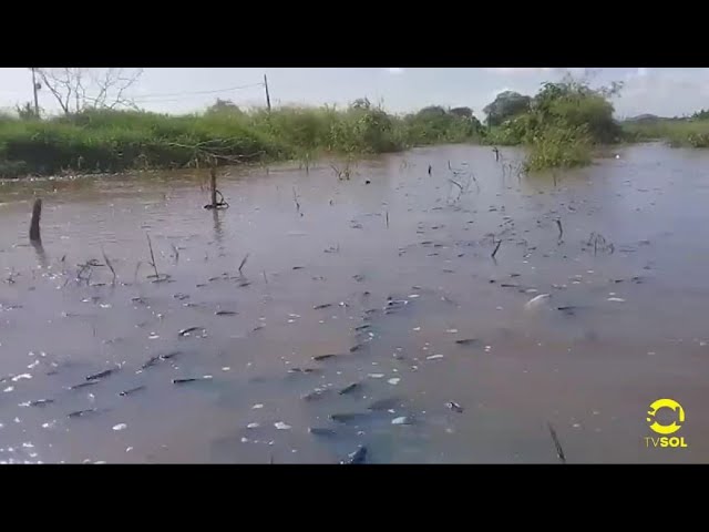 PEIXES ESTÃO MORRENDO NA BARRAGEM FARINHA