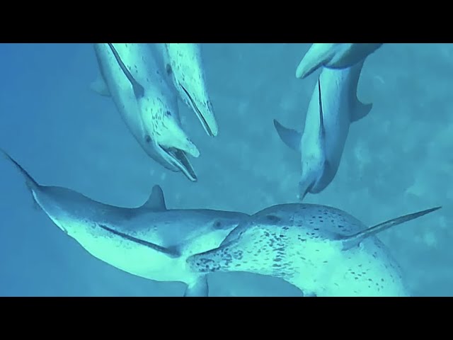 Swimming with wlid dolphins in bahamas 2019 VR 3D