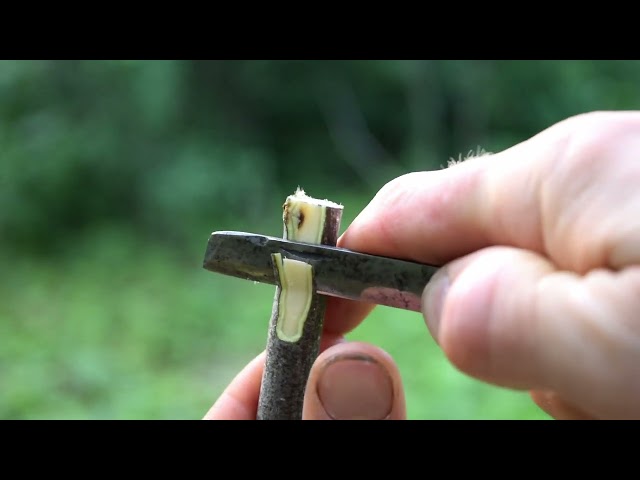 Grafting: modified whip and tongue method