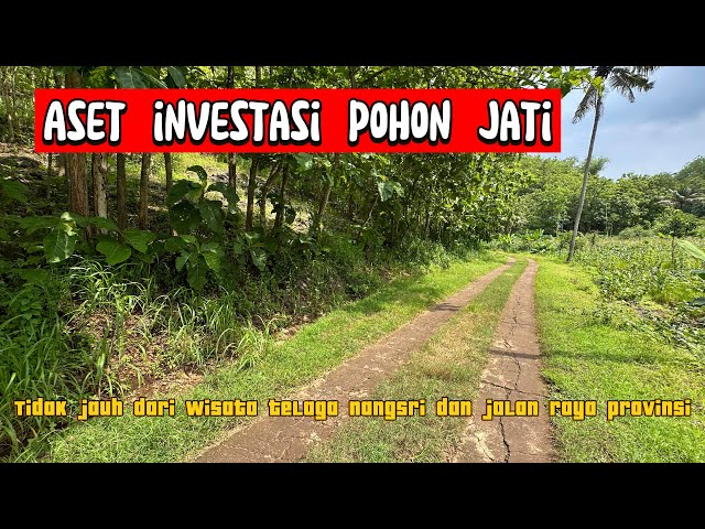 Dijual tanah kebun jati tidak jauh dari jalan raya provinsi