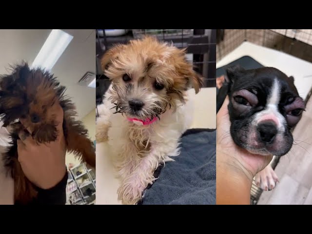 Puppies are sick and dying in pet stores