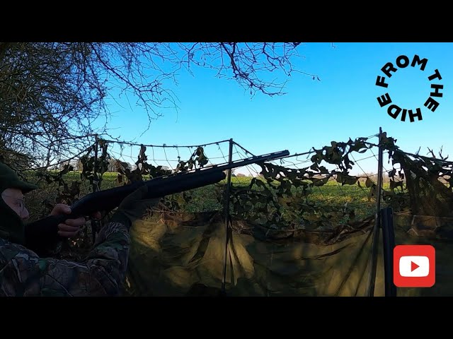 TAG TEAM ON WOOD PIGEON!! - From the Hide - Episode 9