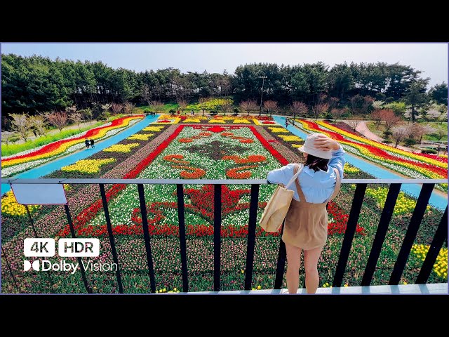 [4K HDR] 2022 태안 세계튤립꽃박람회 | 코리아 플라워파크 Taean World Tulip Flower Fair 🚶🏻‍♂️ 걷기 좋은 곳 | 산책사진가