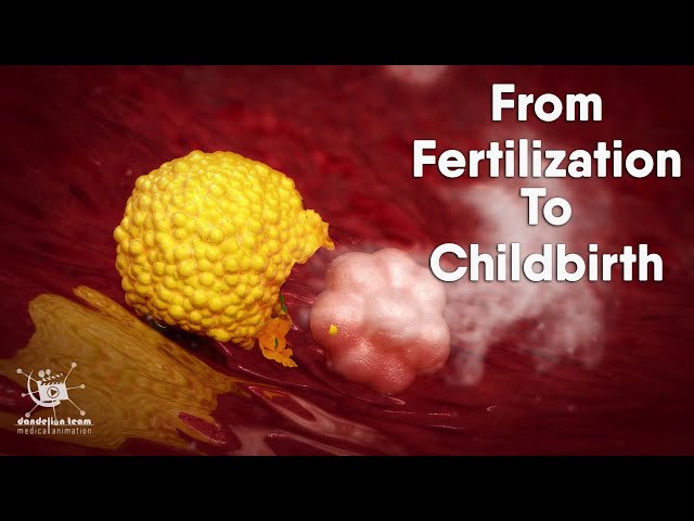 from fertilization to childbirth | 3d medical animation | by Dandelion Team