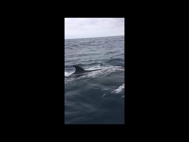 Whales getting way too close to Westsail 32, Mighty Sparrow