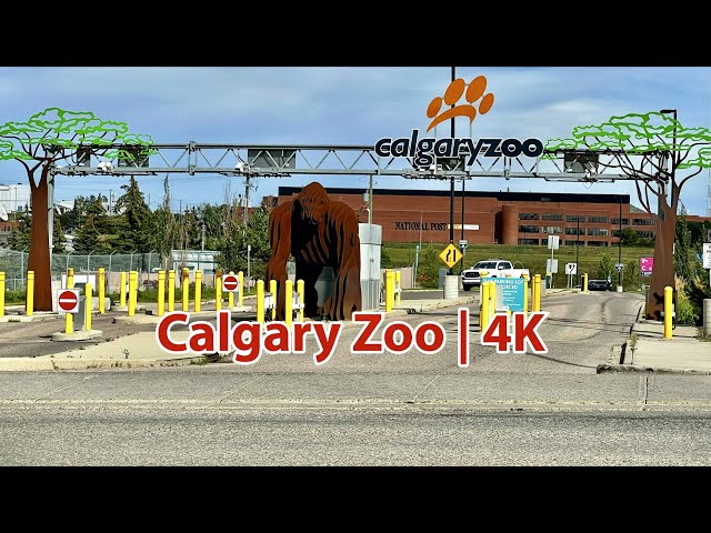 Calgary Zoo | Canada's Most Visited Zoo | One of the Top Zoos in the World | Summer Walk | 4K