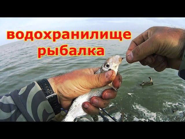 Рыбалка в стиле лакшери. Ловля рыбца на фидер. Рыбалка на Кубанском водохранилище