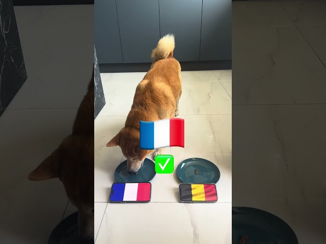 Euro 2024 Football GAMES PREDICTION: Dog Predicts France vs. Belgium & Slovenia vs. Portugal! 🐶⚽