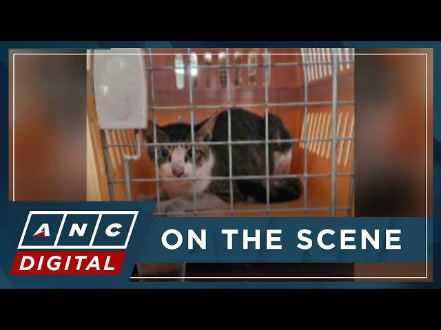 Uploader of viral cat cruelty video explains what happened | ANC