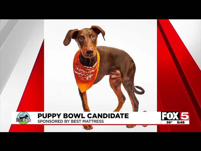 Pet Pals: Puppy Bowl