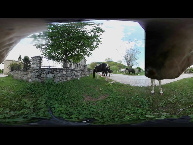 A horse tries to eat a samsung gear 360 camera In 360 panoramas