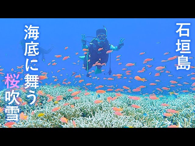 【沖縄 石垣島 ダイビング】広大な珊瑚礁と熱帯魚の乱舞！！米原Wリーフは必見です！！