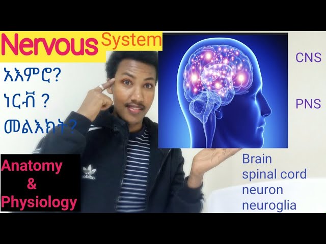 #nervoussystem , ነርቭ ምንድን ነው?  #anatomy ጭንቅላት? #anatomy_physiology  #amharic #nerves #ethiopia