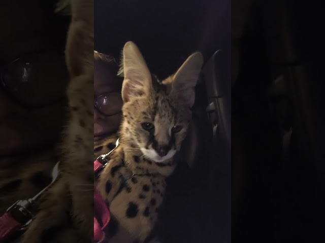 We had a bad day. #Pouncerthecat #cat #cats #kittens #servals #servalcats