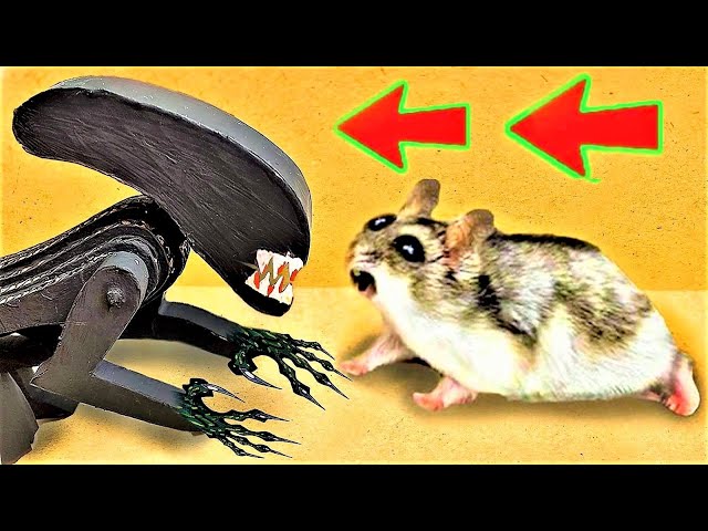 🐹👽Alien Hamster Maze with Traps 😱[OBSTACLE COURSE]😱 + BONUS🎁