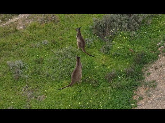 Chasing Kangaroos with a drone